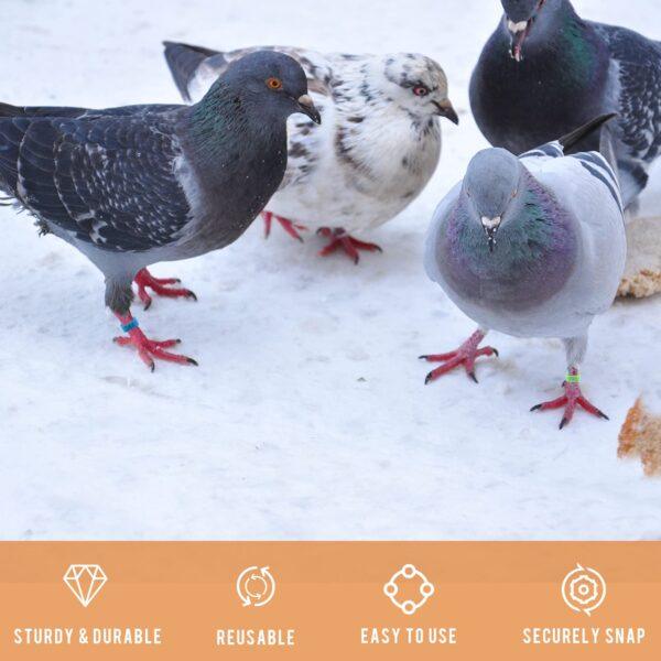Poultry Leg Band Adjustable Sizes Numbered Identification Birds Rings Pigeon Bands Chicken Foot Ring For Tracking