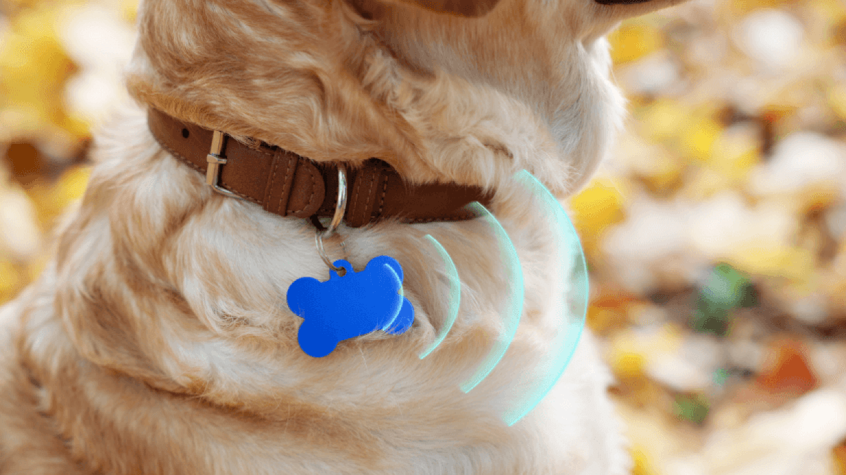 1 RFID pet management How to Use RFID in Pet Management: A Complete Guide for You