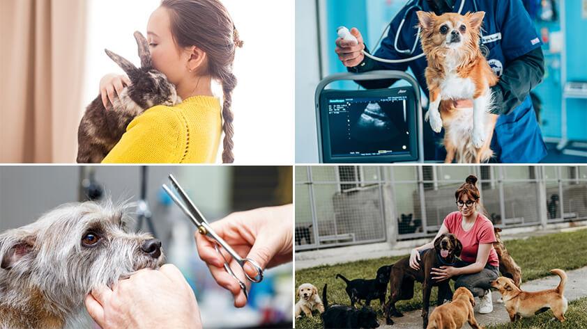 3-pet-owners-veterinary-hospitals-animal-shelters-and-care-facilities-can-benefit-from-rfid 3 Pet owners, veterinary hospitals, animal shelters, and care facilities can benefit from RFID