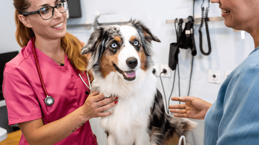 4-key-advantages-of-rfid-in-pet-management 4 Key Advantages of RFID in Pet Management