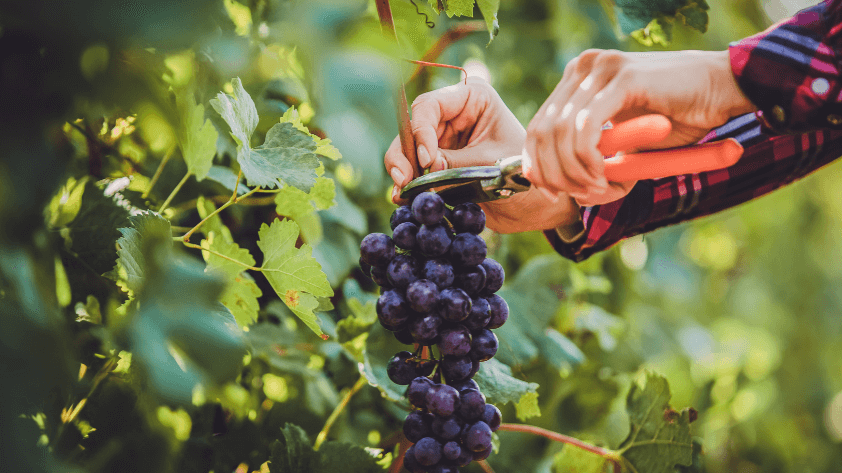 7-case-studies-of-rfid-use-in-agriculture Case Studies of RFID Use in Agriculture
