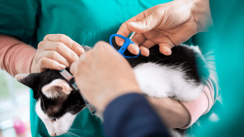 7-how-to-implement-rfid-in-pet-management 7 How to Implement RFID in Pet Management