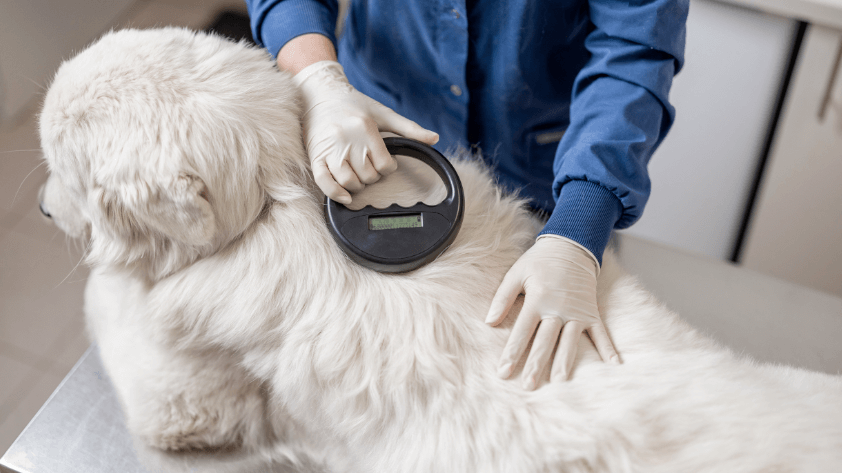 8-how-rfid-systems-enhance-pet-safety-and-management 8 How RFID Systems Enhance Pet Safety and Management