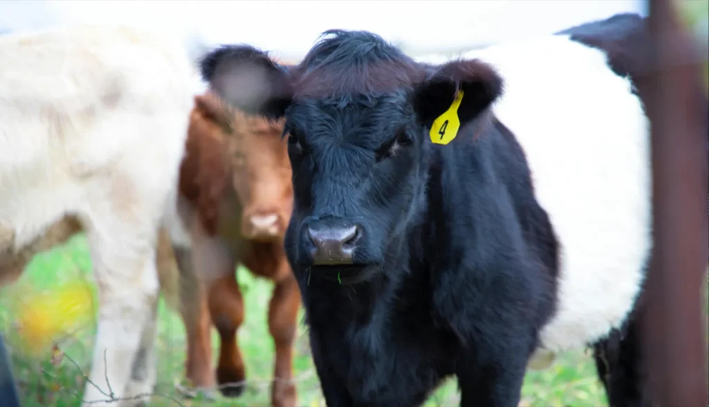 lf-rfid-tags-in-livestock-tracking-1024x588-1 LF RFID Tags in livestock tracking