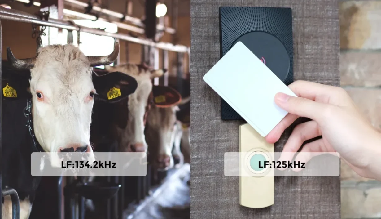 Low Frequency RFID Explained Low Frequency RFID Explained: How It Works and Where It’s Used